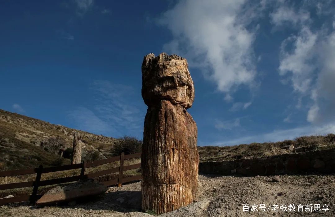 希腊发现2000万年前化石树，这一发现有何意义？