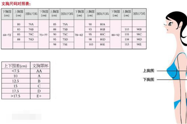 文胸尺寸是多少啊？