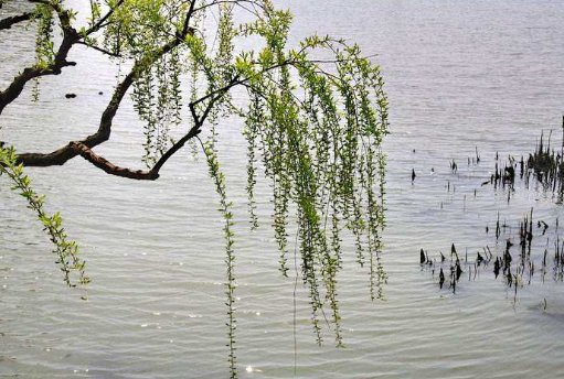 不雨花犹落,无风絮自飞。什么意思