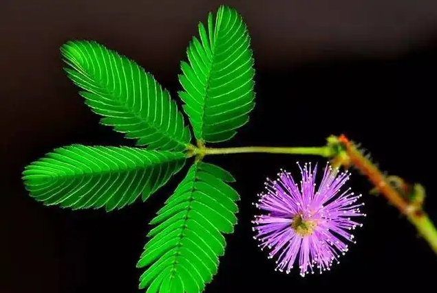 含羞草会开花吗