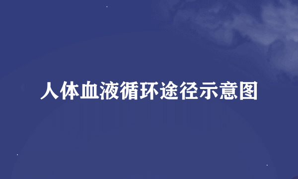 人体血液循环途径示意图