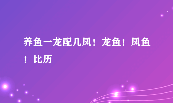 养鱼一龙配几凤！龙鱼！凤鱼！比历