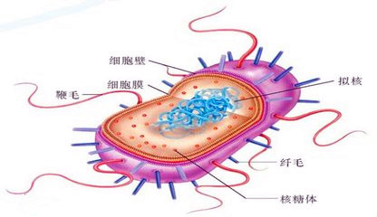 真核细胞与原核细胞主要区别是