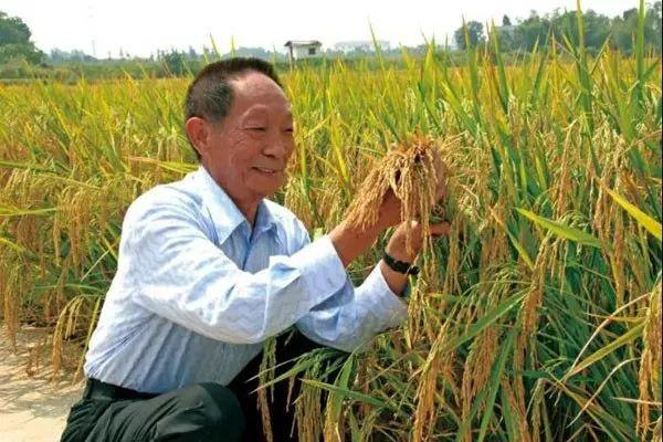 袁隆平雕像前布满花海，如何评价袁老的一生？