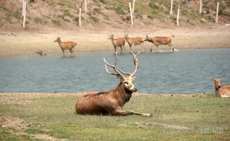 moose是什么意思