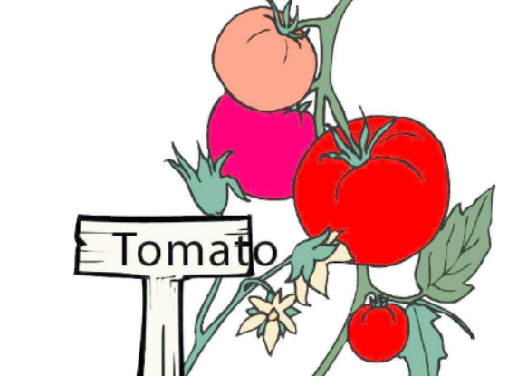 西红柿英语tomato怎么读？