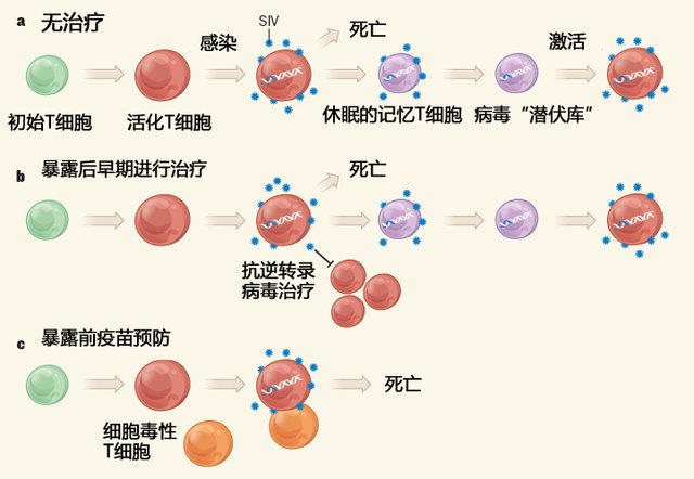 Hlv是什么？