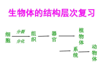 生物体的结构层次是什么？