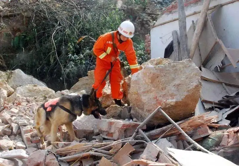 汶川地震67只搜救犬全部离世！无言英雄是否更值得我们敬佩？