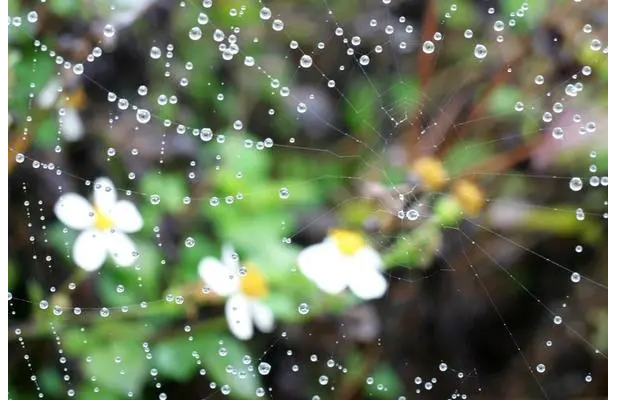 含雨的诗句有哪些