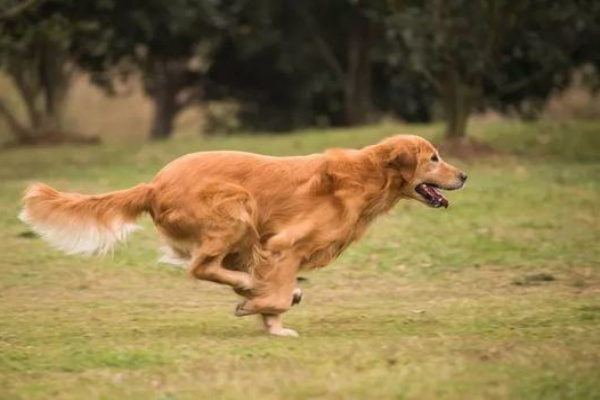 狗和犬的区别？