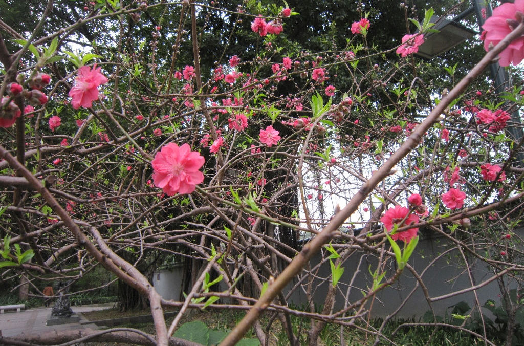 什么的桃花填空填词语？