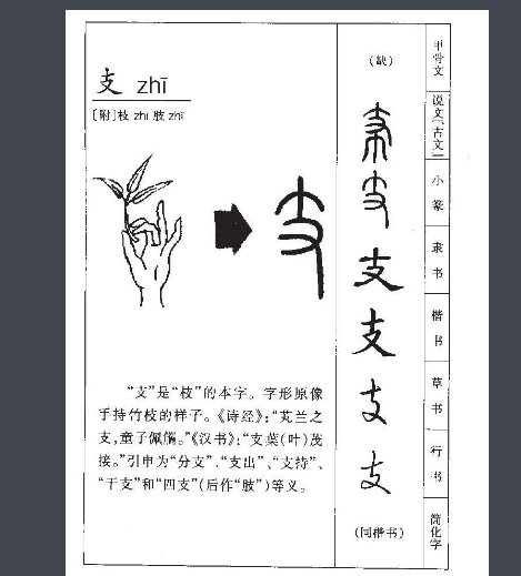 支字的部首是什么