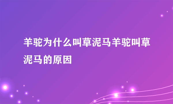 羊驼为什么叫草泥马羊驼叫草泥马的原因