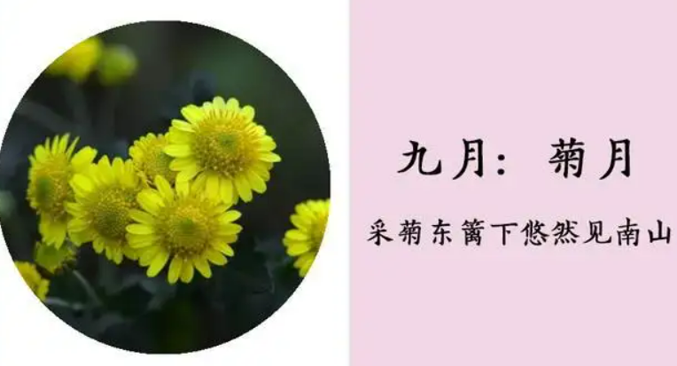 菊月是指几月