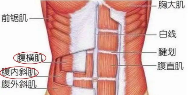 人的腹肌最多有几块的