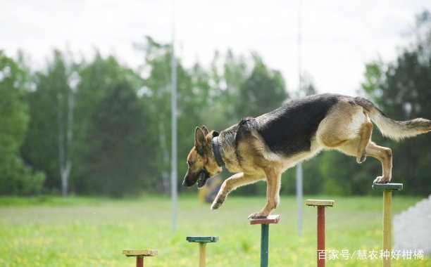 哪些狗狗是适合做看门犬？