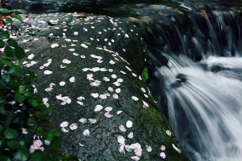 落花流水歌词