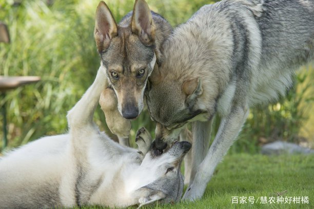 哪些狗狗是适合做看门犬？