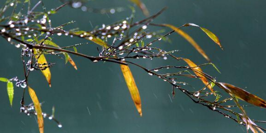 “一场秋雨一场寒”的下一句是什么？