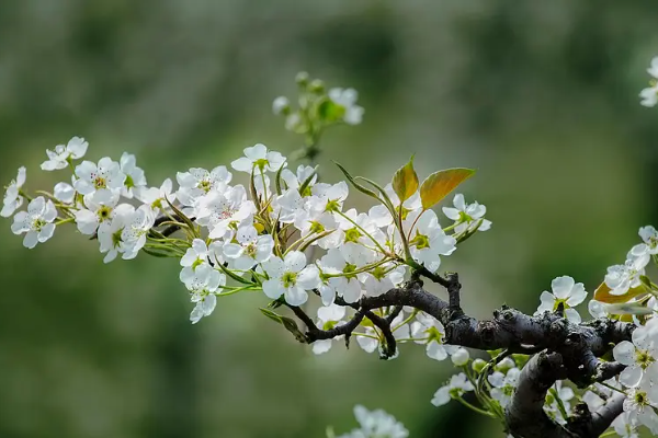 一月开什么花