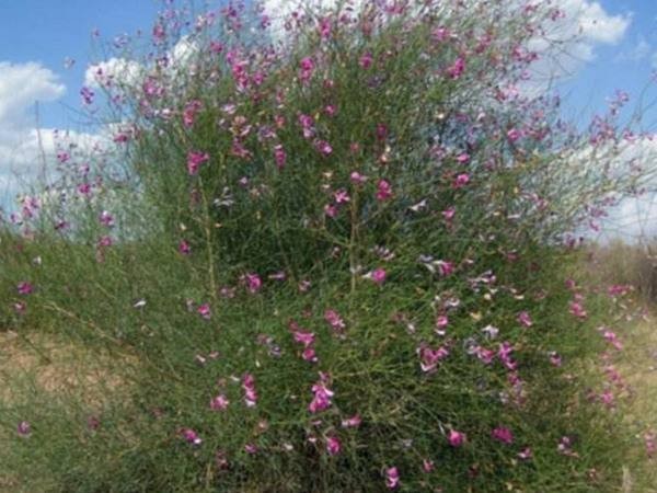 花棒是什么树