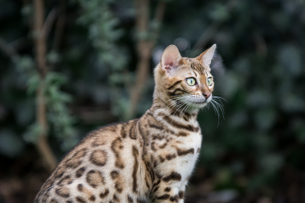 豹猫多少钱一只