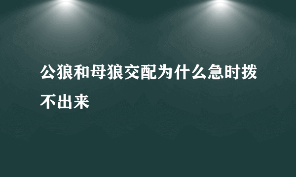 公狼和母狼交配为什么急时拨不出来