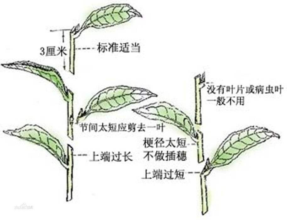 樱花几月开