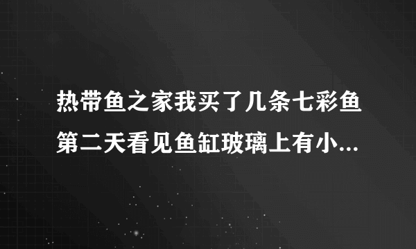 热带鱼之家我买了几条七彩鱼第二天看见鱼缸玻璃上有小白虫，下午回来小白虫长大了好多那是什么，怎么办？