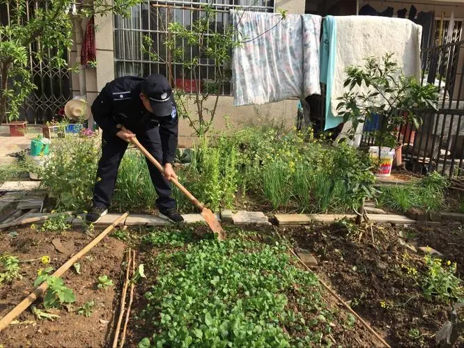 上海阿姨将小区草坪改成菜园，业主有权私自改造小区吗？