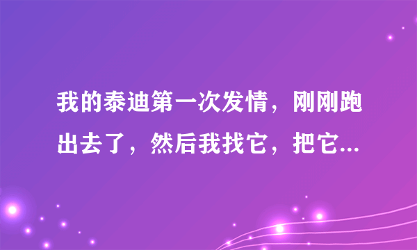 我的泰迪第一次发情，刚刚跑出去了，然后我找它，把它找回来了，它和一只小公狗走在一起，如何知道狗狗配