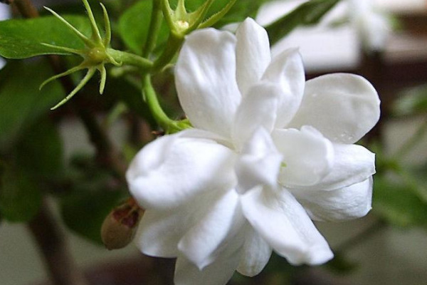 茉莉花开花时间