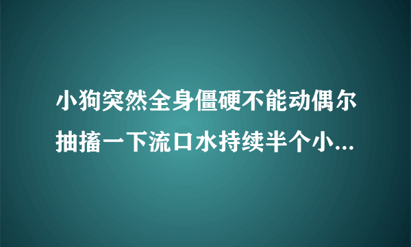 小狗突然全身僵硬不能动偶尔抽搐一下流口水持续半个小时又好了是怎么回事挨不挨事