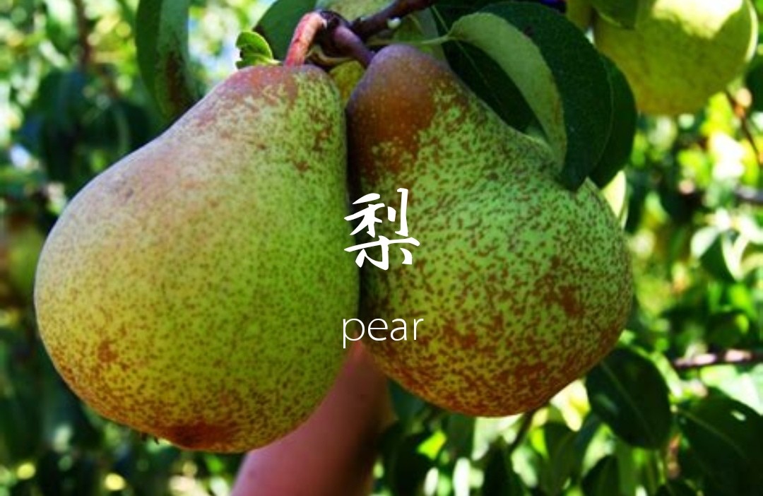 梨🍐用英语怎么说