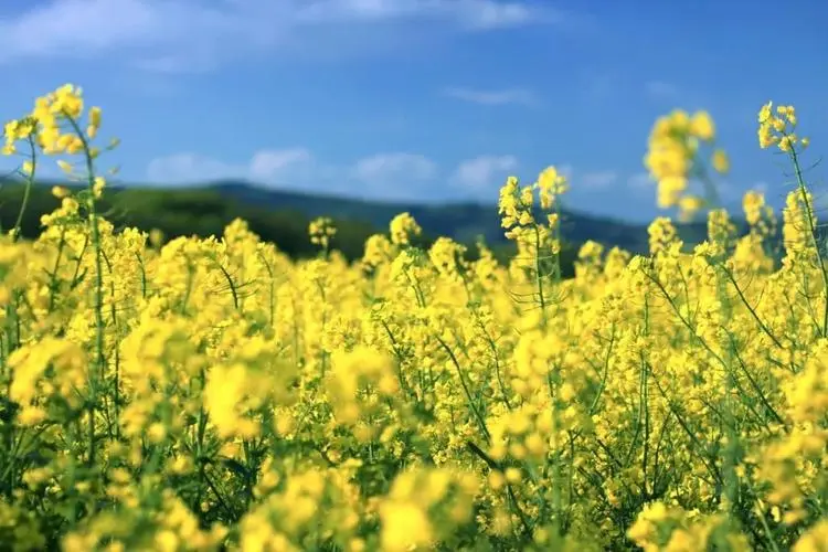 油菜花开的季节