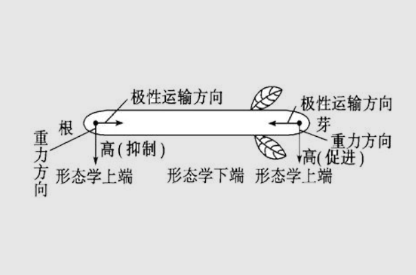 生长素的非极性运输是否需要能量？极性运输呢？