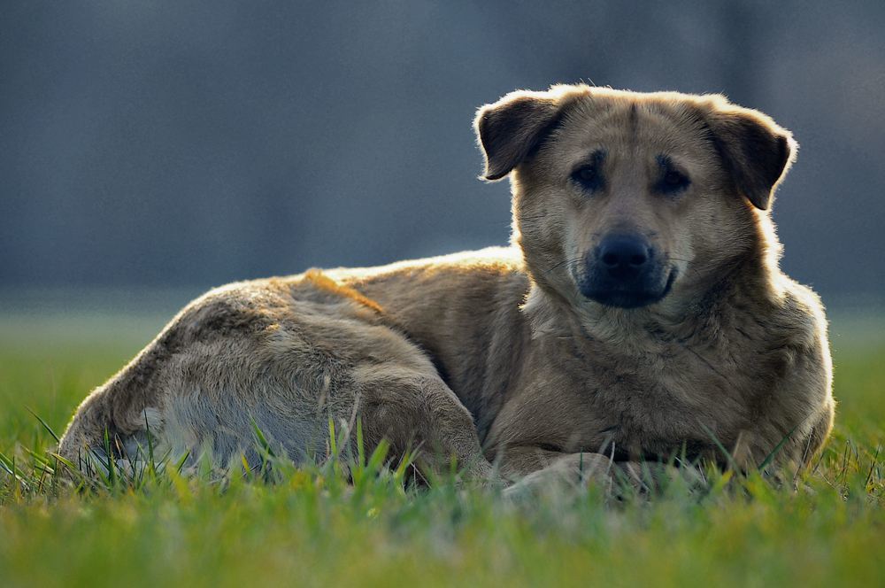 武穴哪里有流浪犬领养