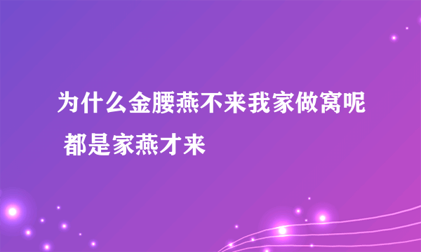 为什么金腰燕不来我家做窝呢 都是家燕才来