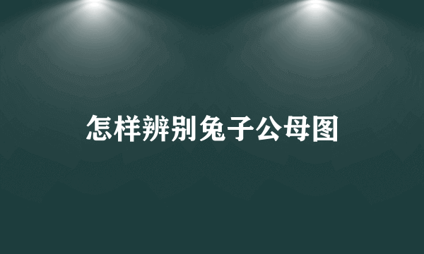 怎样辨别兔子公母图