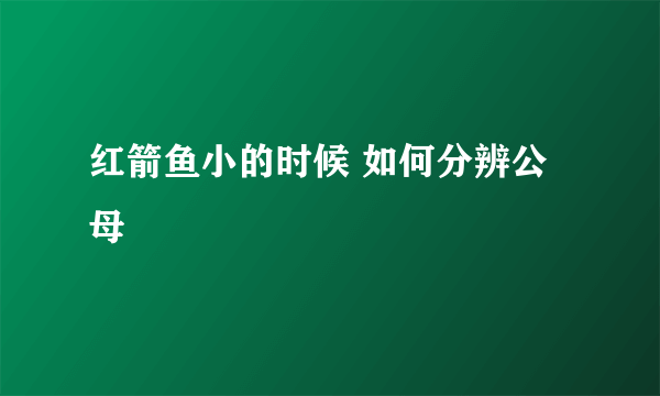 红箭鱼小的时候 如何分辨公母