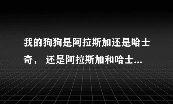 我的狗狗是阿拉斯加还是哈士奇， 还是阿拉斯加和哈士奇的串?