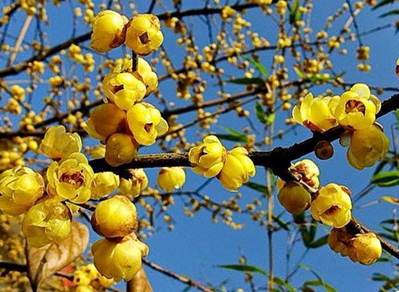 腊梅树和梅花树的区别