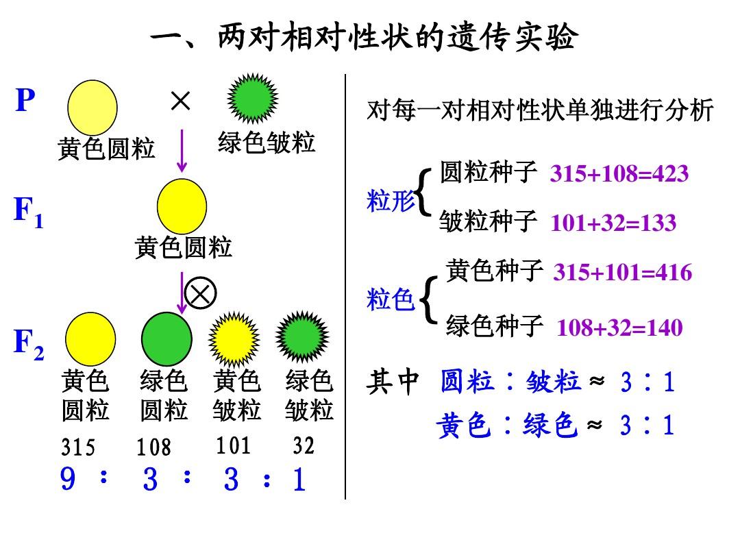 3比1的平方为什么等于9：3：3：1，怎么算的