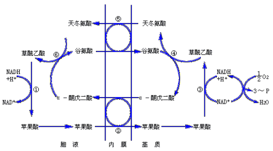 苹果酸的作用