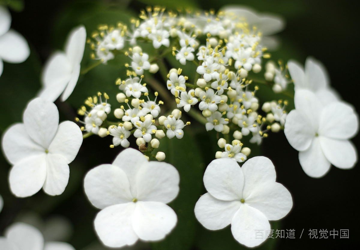 上班因为小事跟领导说脏话骂领导会辞退吗？