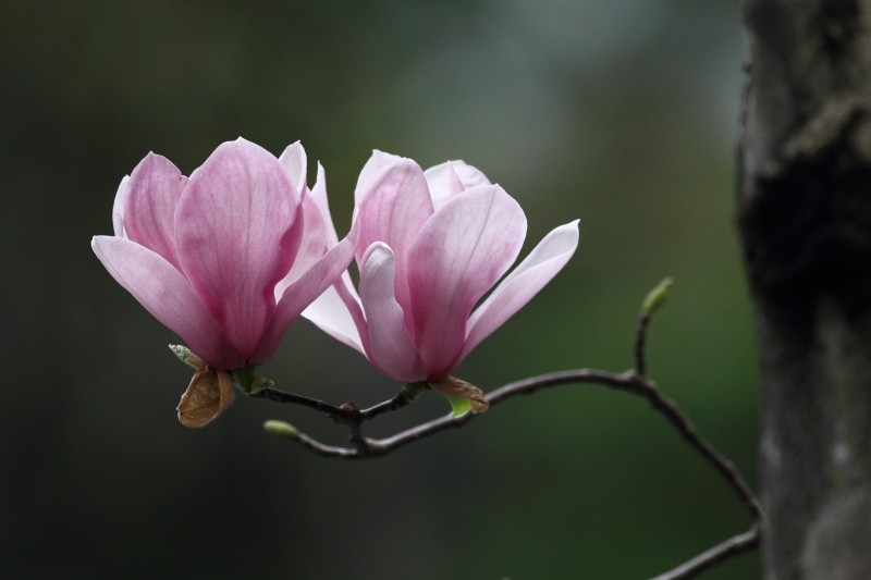 木末芙蓉花是什么意思