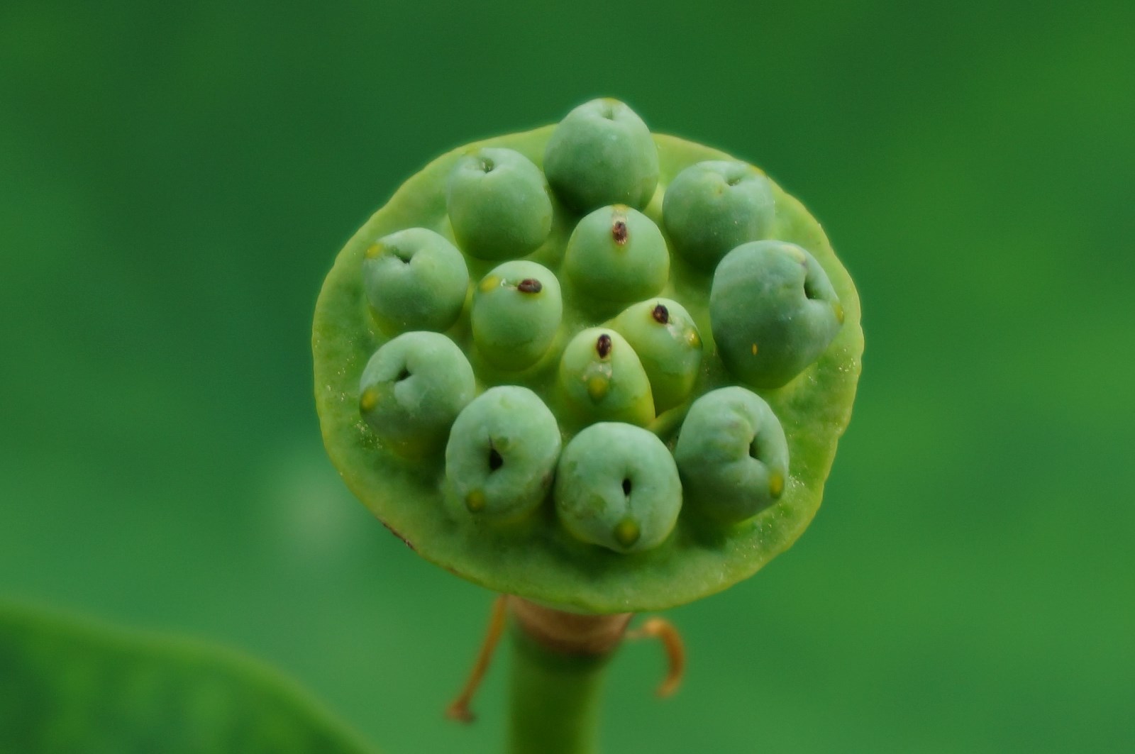 植物妈妈传播种子的方法还有哪些呢