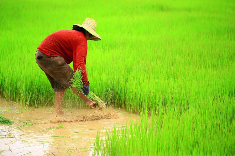 Peasant 和 farmer 有什么区别