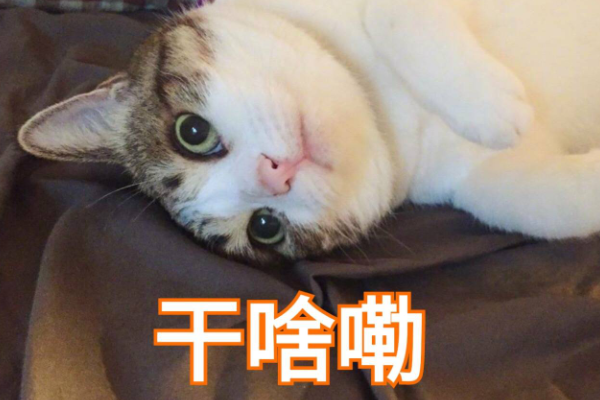 有哪些可爱的猫猫表情包？